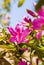 Pink rhododendron azalea flowers in bloom