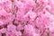 Pink Rhododendron Background