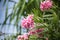 Pink Rhododendron Blooming