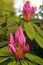 Pink rhododendron blossom in Spring