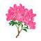 Pink rhododendron branch mountain shrub vintage vector illustration editable
