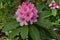 Pink Rhododendron Bunch With Green Leaf Ring