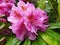 Pink rhododendron close up with some rain drops