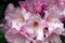 Pink Rhododendron Flower Bunch