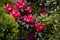 Pink rhododendron flower Pacific rhododendron