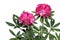 Pink Rhododendron Flower Plant