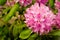 Pink rhododendron flowers