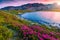 Pink rhododendron flowers and Bucura lake at sunset, Retezat mountains