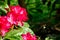 Pink rhododendron flowers and bumblebee in the park, Finland