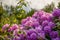 Pink rhododendron flowers on a green shrubs background. Norway,