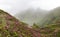 Pink rhododendron flowers in mountains