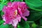 Pink rhododendron flowers, soft green blurry leaves background, close up macro