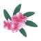 Pink Rhododendron with Green Leaves on White