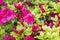 Pink rhododendron japonicum blooming in the garden