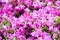 Pink rhododendron japonicum blooming in the garden