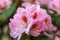 PInk rhododendron macro, close up, lush bloom in the nursery of rhododenrons.