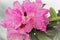 Pink rhododendron petals on a silver background