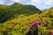 Pink rhododendrons blooming next to mountain trail