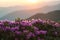 Pink rhododendrons blossom in mountains