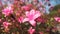 Pink Rhododendrons cherry blossom flowers branches Taiwan