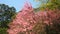 Pink Rhododendrons cherry blossom flowers branches Taiwan