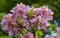 The pink rhododendrons trees are in full bloom in the garden