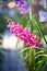 Pink Rhynchostylis Orchid