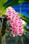 Pink Rhynchostylis Orchid