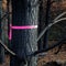 Pink ribbon tied to a burned and charred pine tree, New Zealand