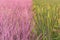 Pink rice field in Phitsanulok province. Thailand. The new color of rice which accidental discovery