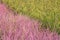 Pink rice field in Phitsanulok province. Thailand. The new color of rice which accidental discovery