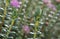 Pink rice flower Pimelea Ferruginea Bonne Petite, leaves