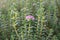 Pink rice flower Pimelea Ferruginea Bonne Petite, plant with flower