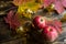 Pink ripe apples on a wooden table with fallen yellow and red maple leaves. Lights of garlands, warm and cozy autumn atmosphere, t