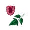 Pink ripe raspberries branch with green leaf, vector doodle sketch illustration