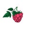 Pink ripe raspberries branch with green leaf, vector doodle sketch illustration