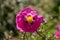 Pink Rock Rose flower