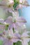 Pink rocket larkspur set against a blue background.