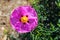 Pink rockrose, Cistus species