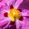 Pink rockrose in the garden, cistus purpureus