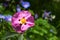 Pink rockrose in the garden, cistus purpureus