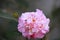 Pink Rosa aurora,rose bengal camellia, japonica in full bloom with beed and green leaf