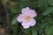Pink Rosa canina or wild rose with leaves closeup