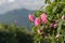 Pink rosa damascena Damask rose - oil-bearing, flowering, deciduous shrub plant. Bulgaria, near Kazanlak
