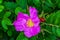 Pink Rosa Rugosa Beach Japanese Rose Green Leaves