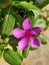 Pink rosa vinca flowers exposed to noon sun