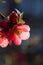 Pink rosaceae rosehip blossom flower during sunset