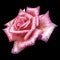 Pink Rose