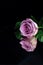 A pink rose against a black background