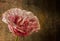 Pink rose against grunge background, rough style